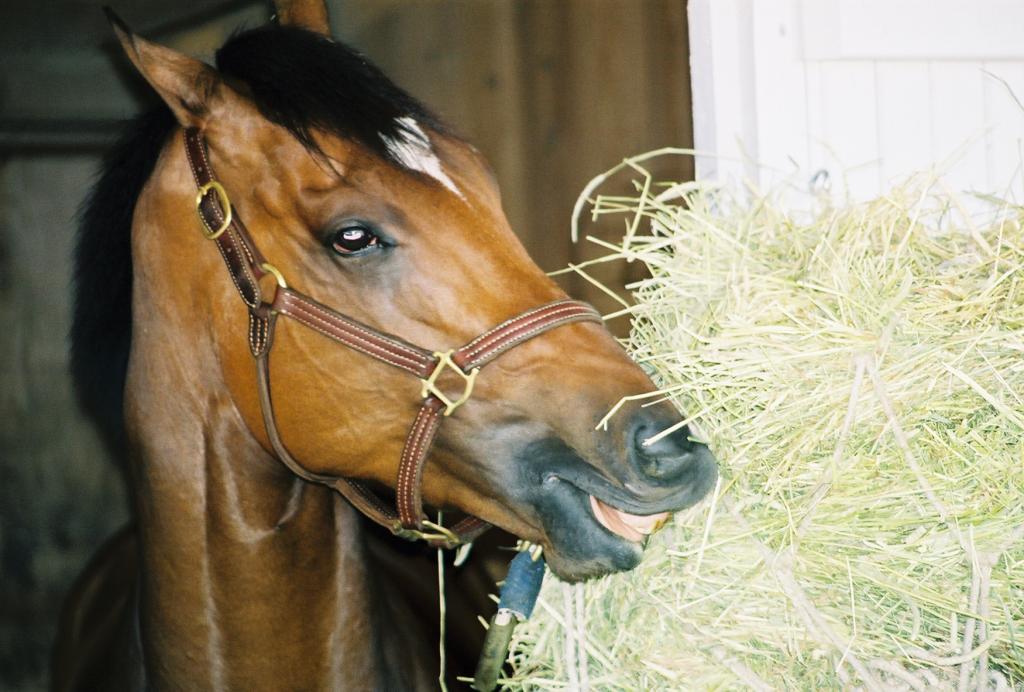Barbaro munching happily on some hay in his stall. (Carrie Curry photo)